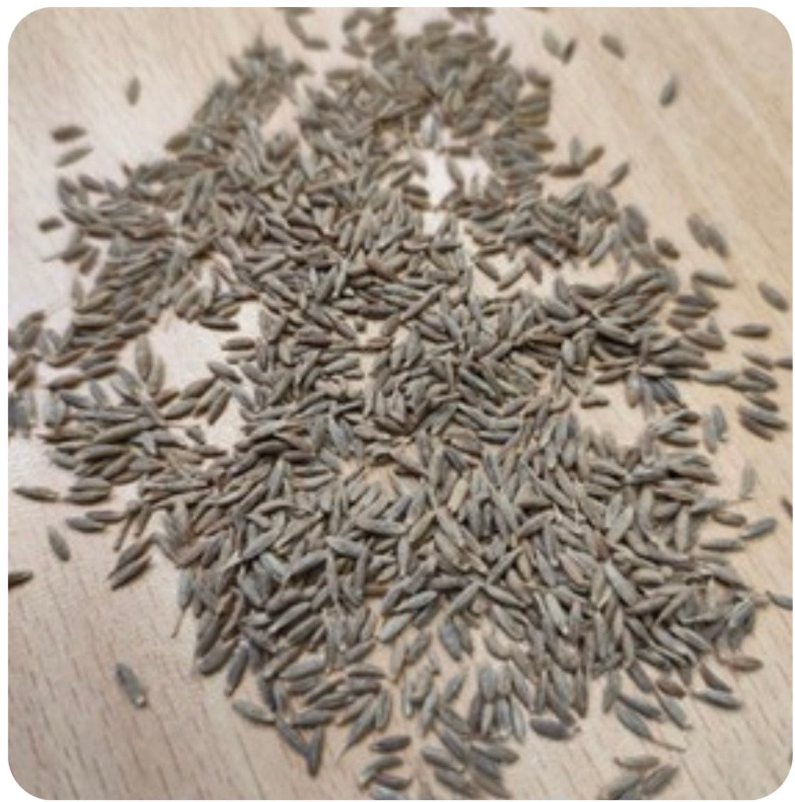Cumin seeds